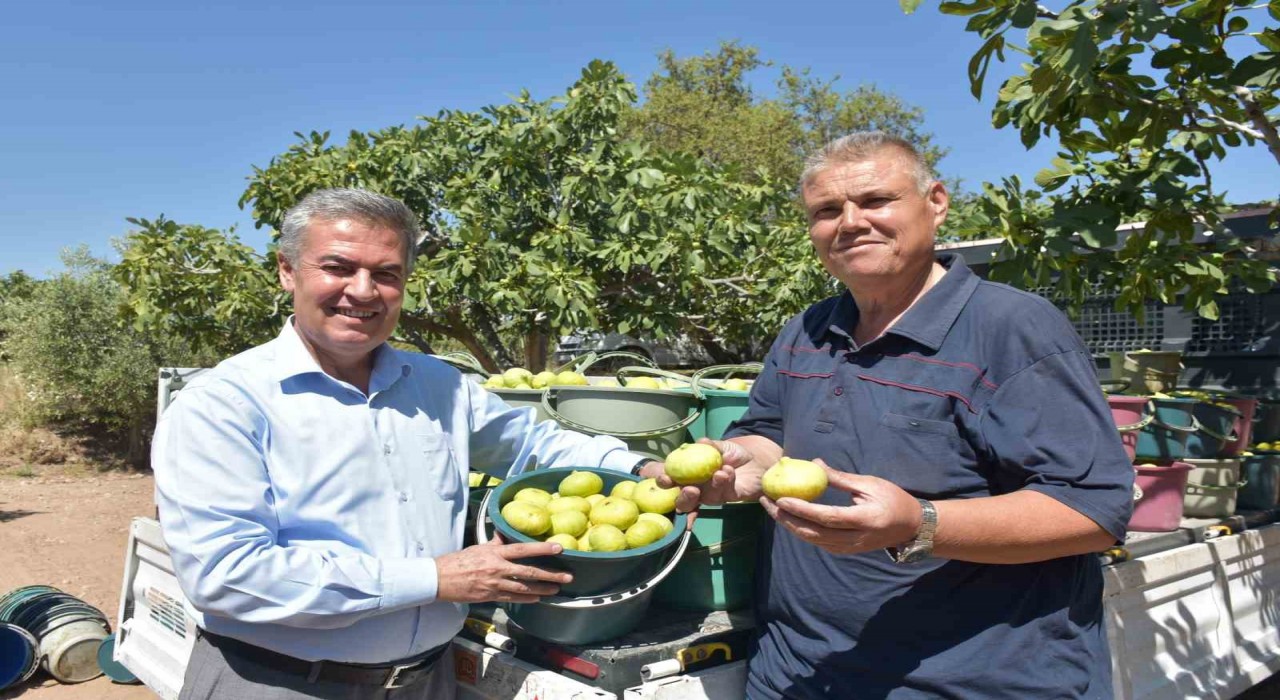 Buharkentte taze incir hasadı başladı