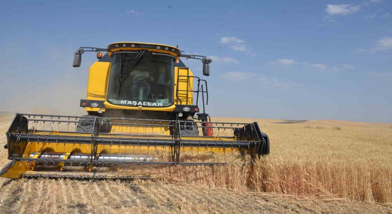 Bulanıkta hububat hasadı başladı
