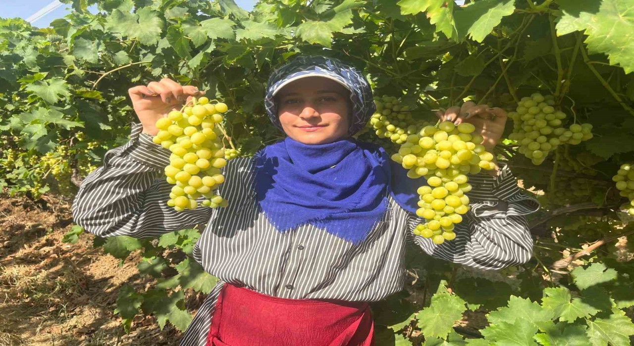 Buldanın meşhur üzümü Avrupa ve Arap ülkelerinden talep alıyor