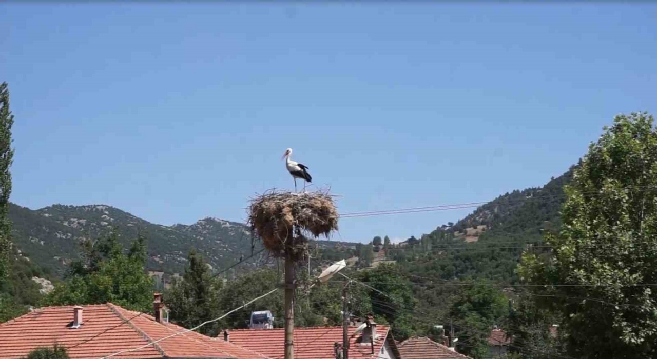 Burdurda Hisarardı köyünün yüz yıllık misafirleri leylekler, bu yıl da yuvalarına döndü