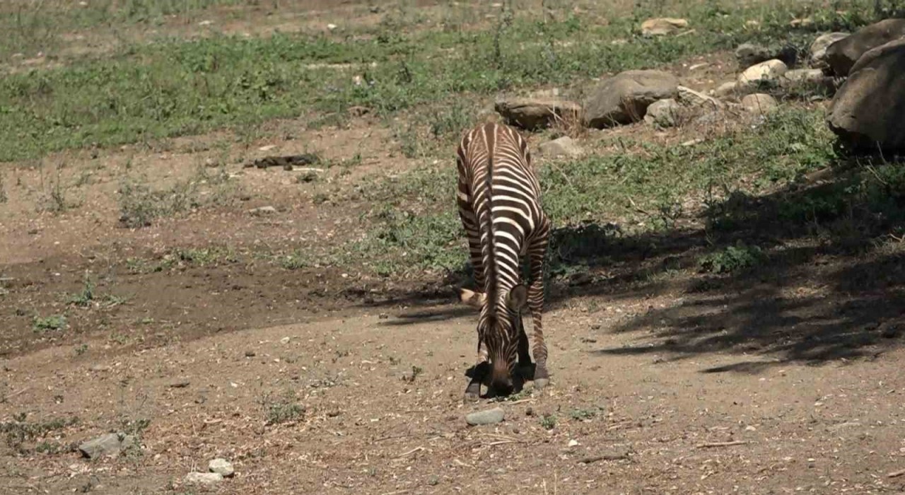 Bursa Hayvanat Bahçesinde zebra ailesi genişliyor