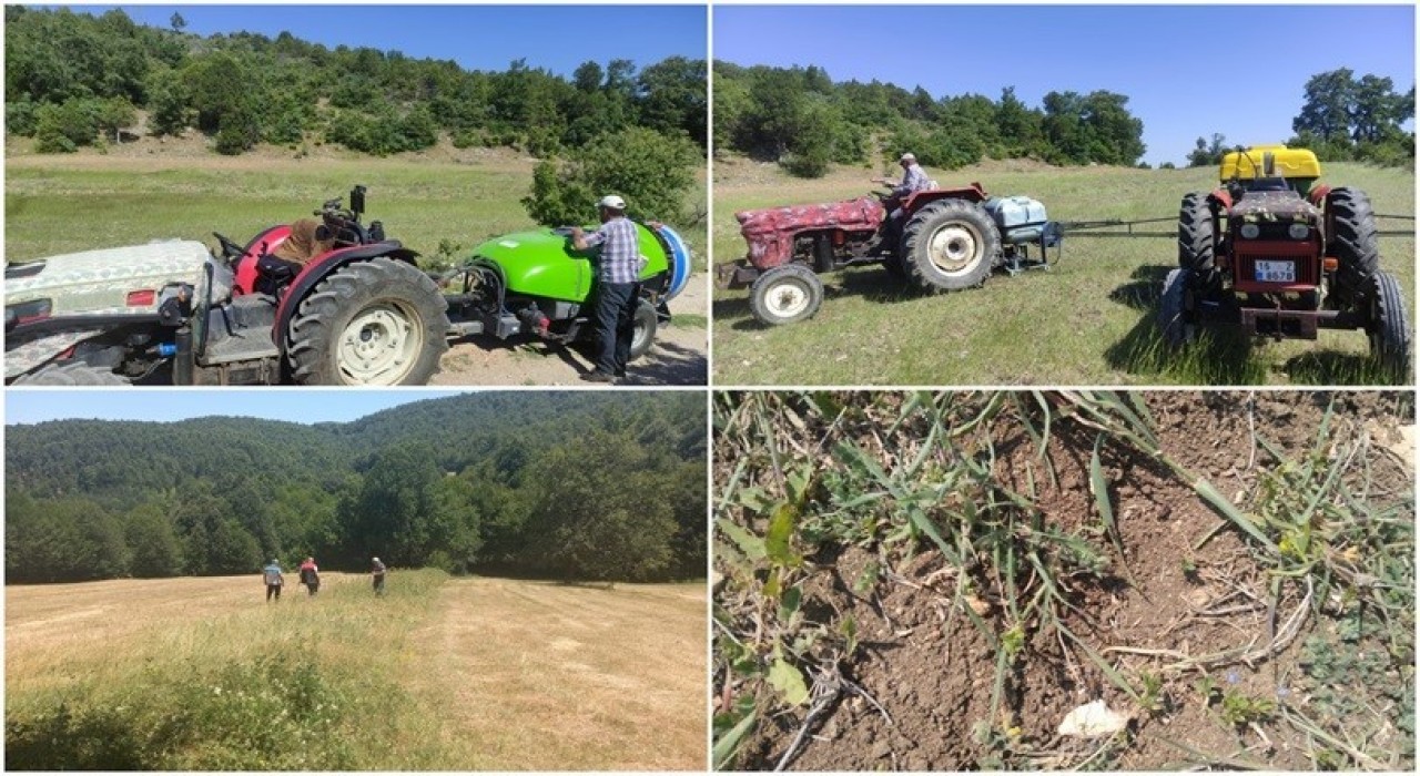Bursada çekirge ile mücadele başladı