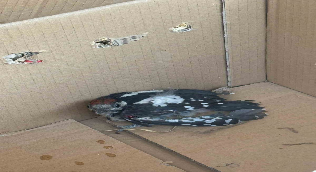 Bursada yaralı ağaçkakan tedavi altına alındı