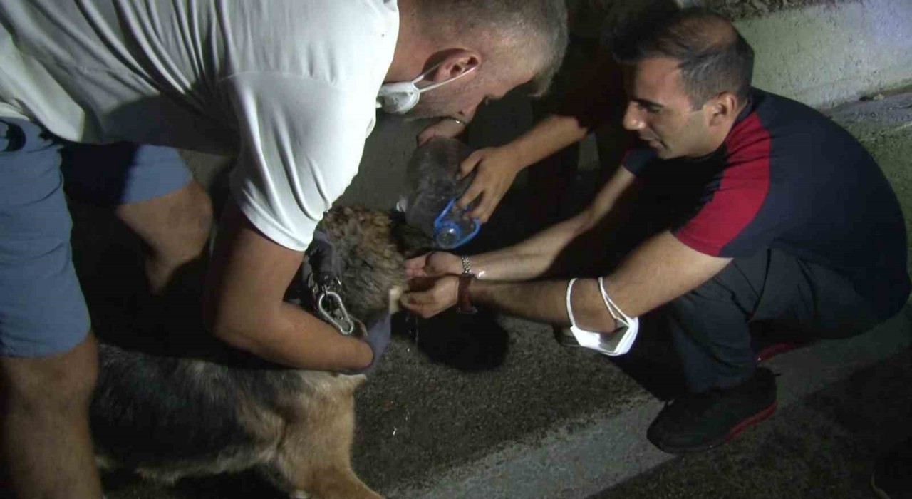 Bursadaki yangından etkilenen hayvanlar böyle kurtarıldı