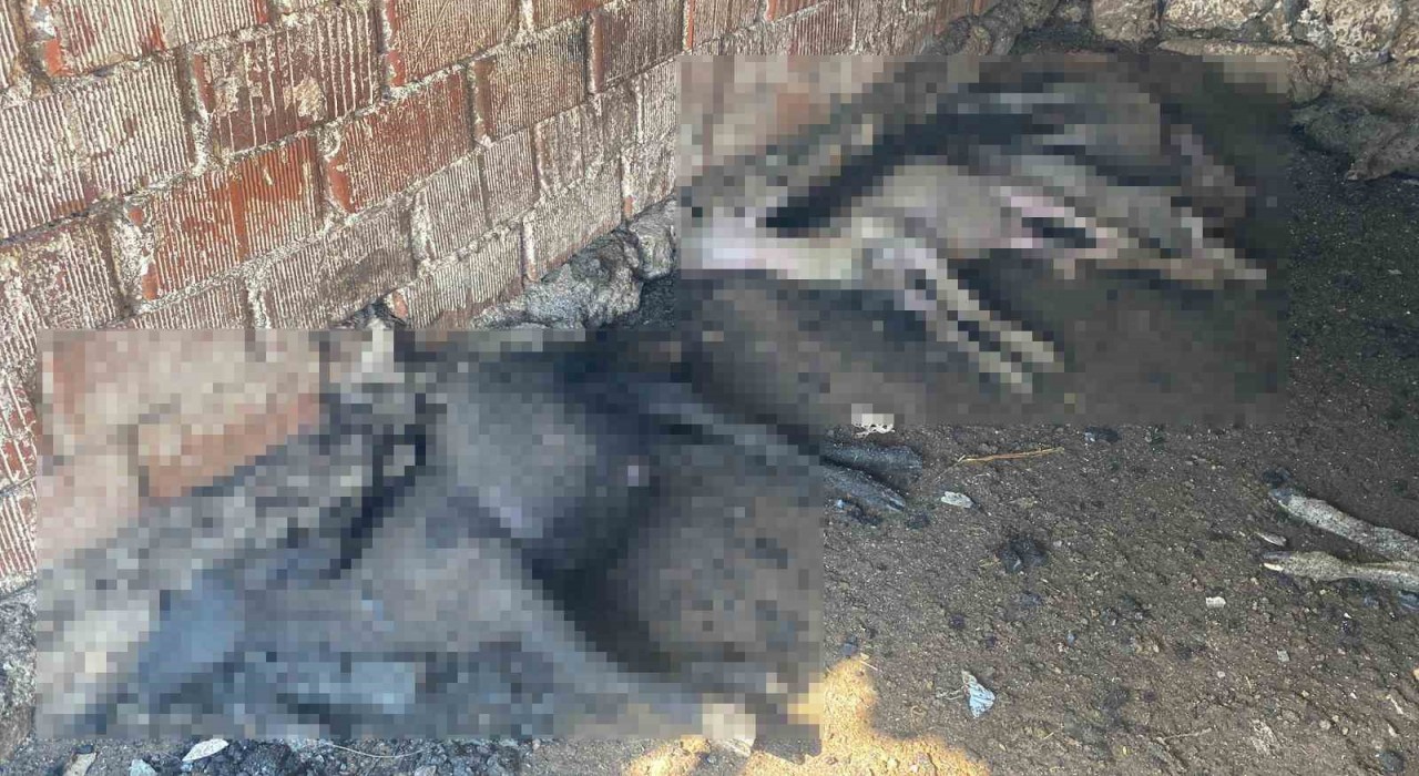 Çanakkalede çıkan orman yangınında damlar yandı, hayvanlar telef oldu