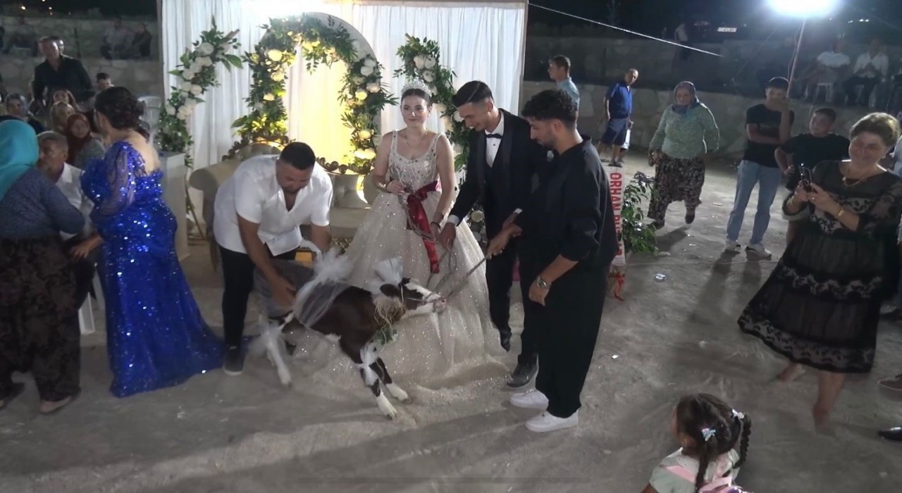 Çanakkalede gelin ve damada buzağı hediye edildi