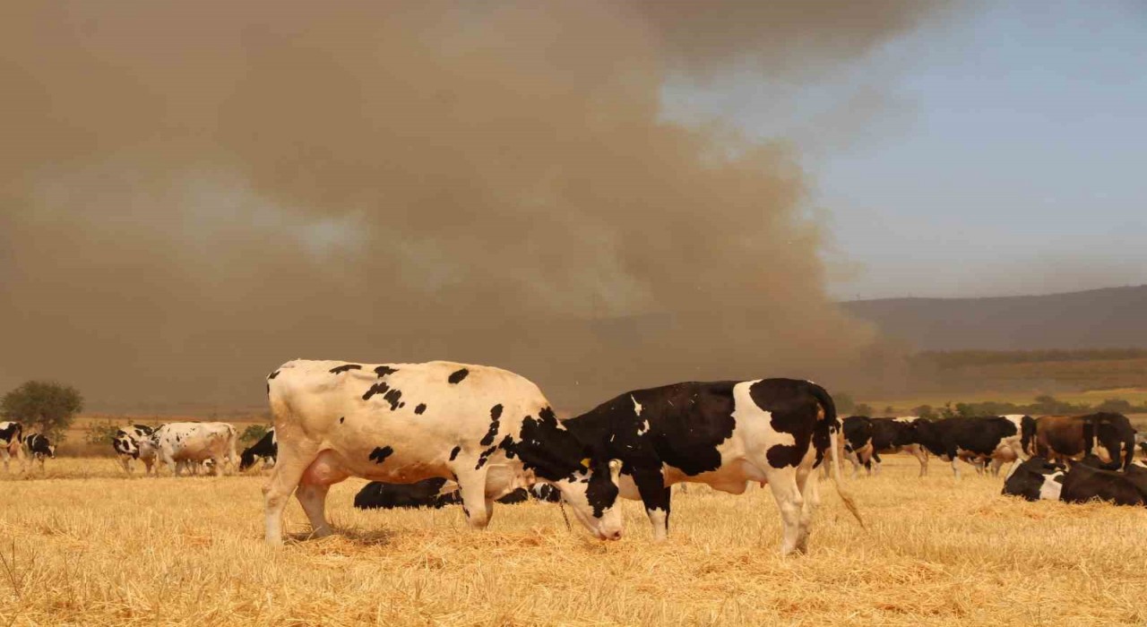 Çanakkaledeki yangında köylüler hayvanlarını korumak için tarlalarda bekletiyor