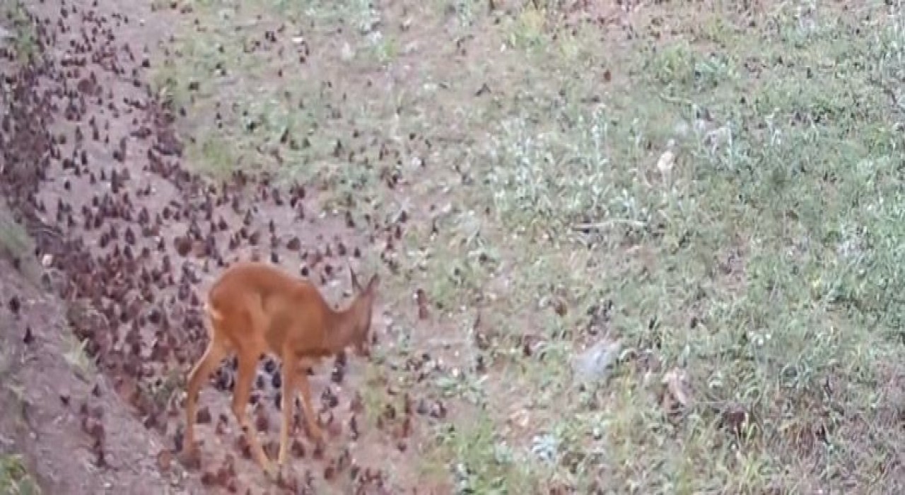 Çankırıda yaban hayatı kamerada