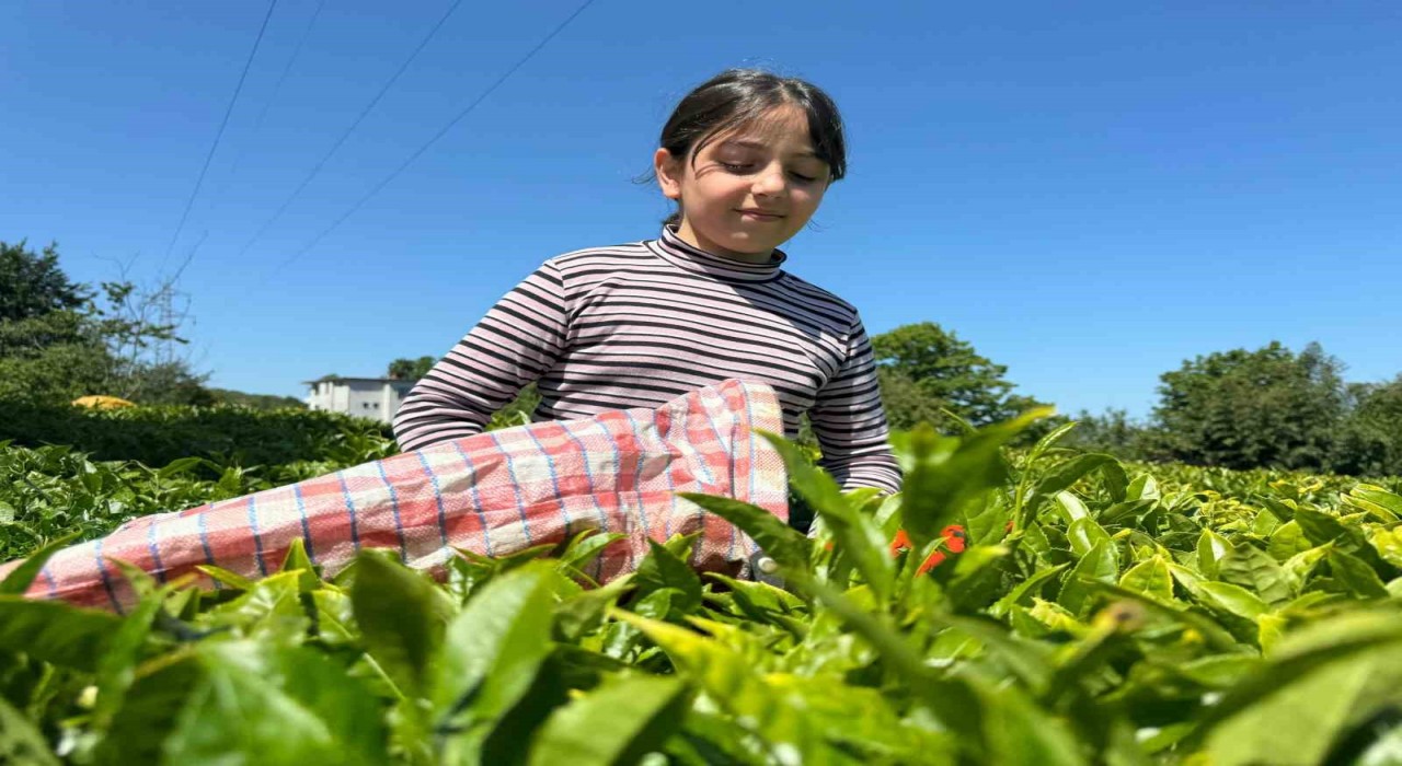 ÇAYKURdan üreticilere fırsatçılara yönelik uyarı