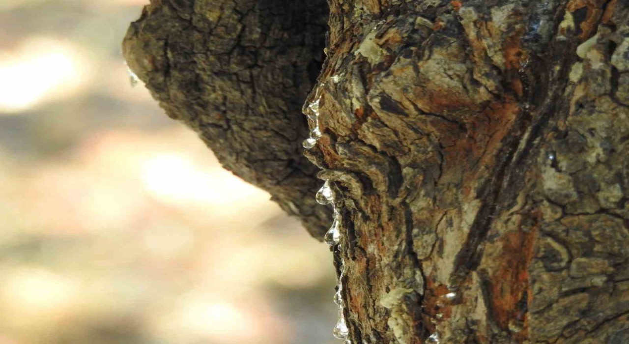 Çeşmede ağaçlardan sakız damlayacak