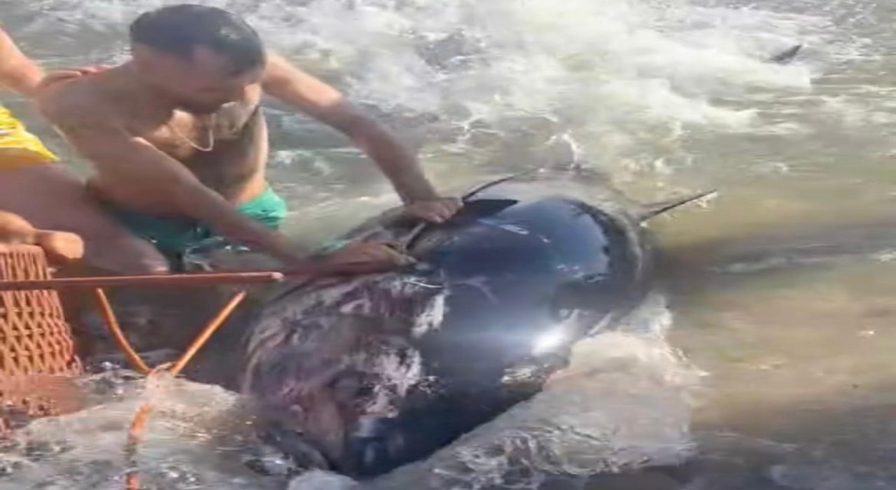 Çeşmede kıyıya vuran orkinosu sandalye ile tutmaya çalıştılar