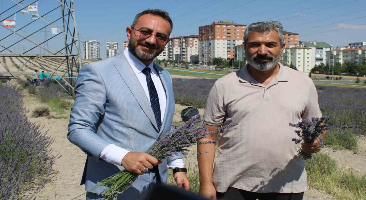 Çiftçilere örnek olması için ekilen lavantanın 4. hasadı yapıldı