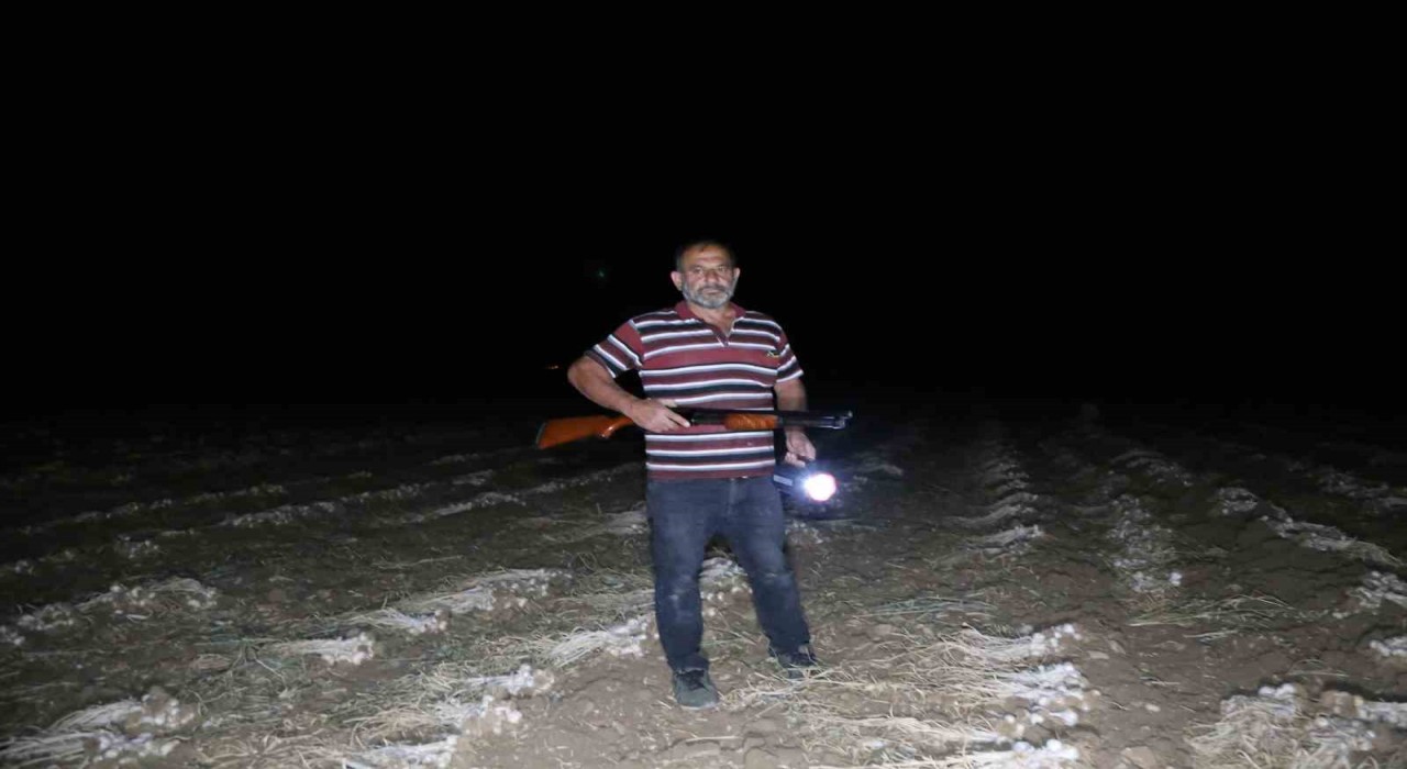 Çiftçilerin beyaz altın nöbeti: Sarımsaklar çalınmasın diye sabaha kadar tarlada nöbet tutuyorlar