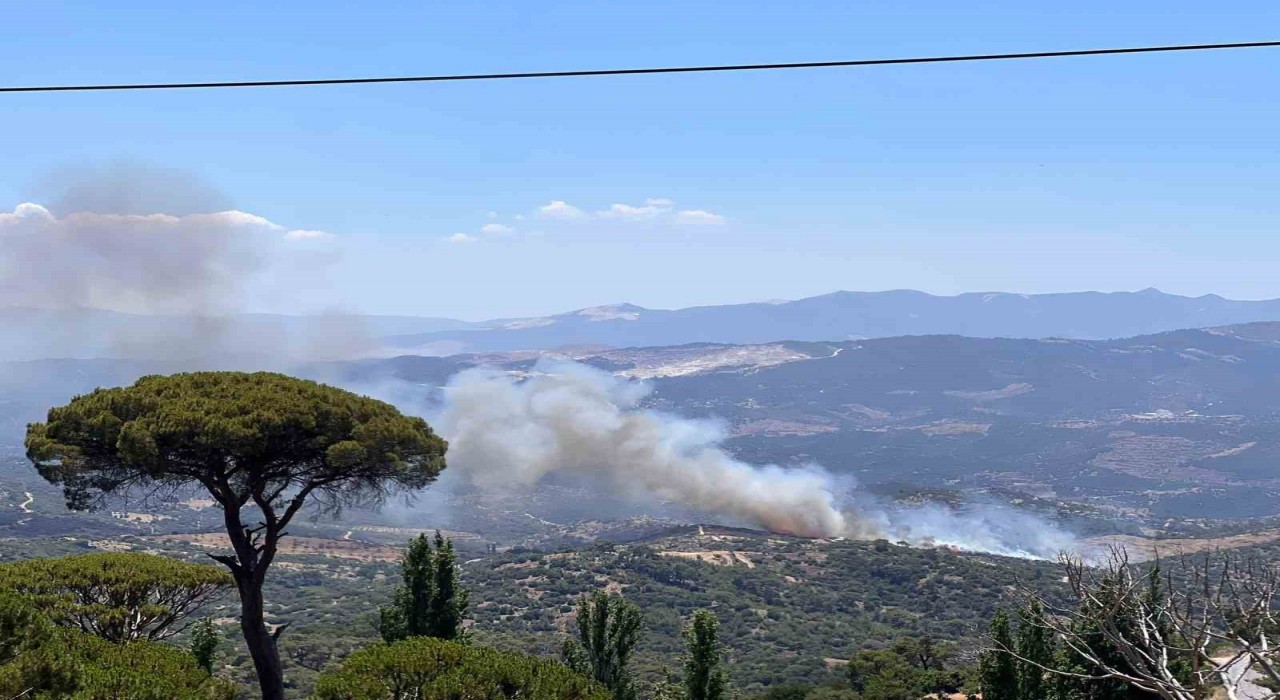 Çinede zeytinlik alanda yangın çıktı