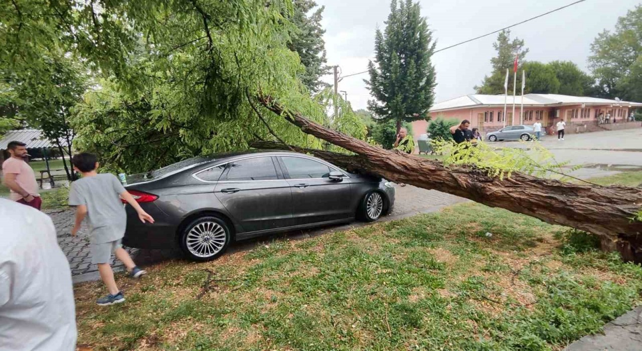 Çivrilde fırtına 15 metrelik ağacı devirdi