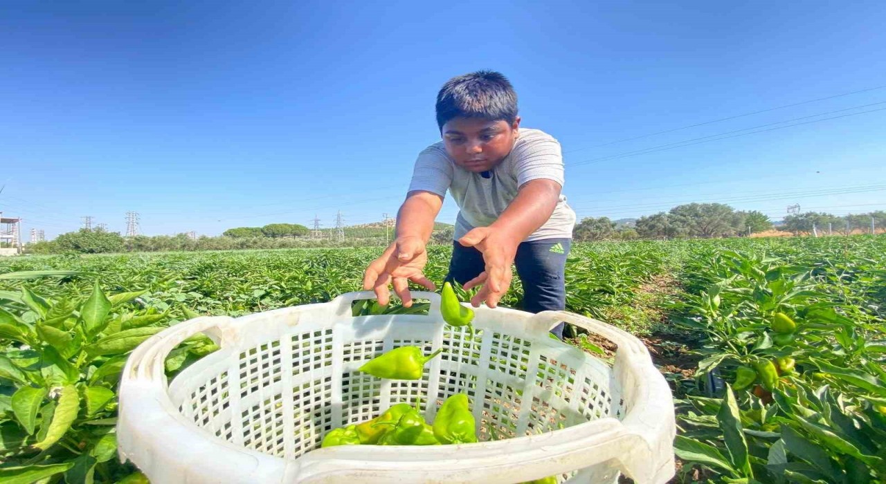 Coğrafi işaretli Arslanlar biberinde hasat dönemi başladı