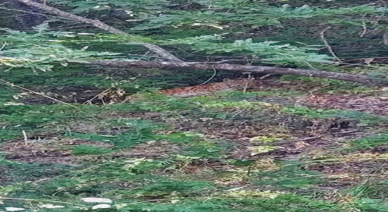 Çok iyi kamufle olmuştu ancak doğaseverin objektifinden kaçamadı