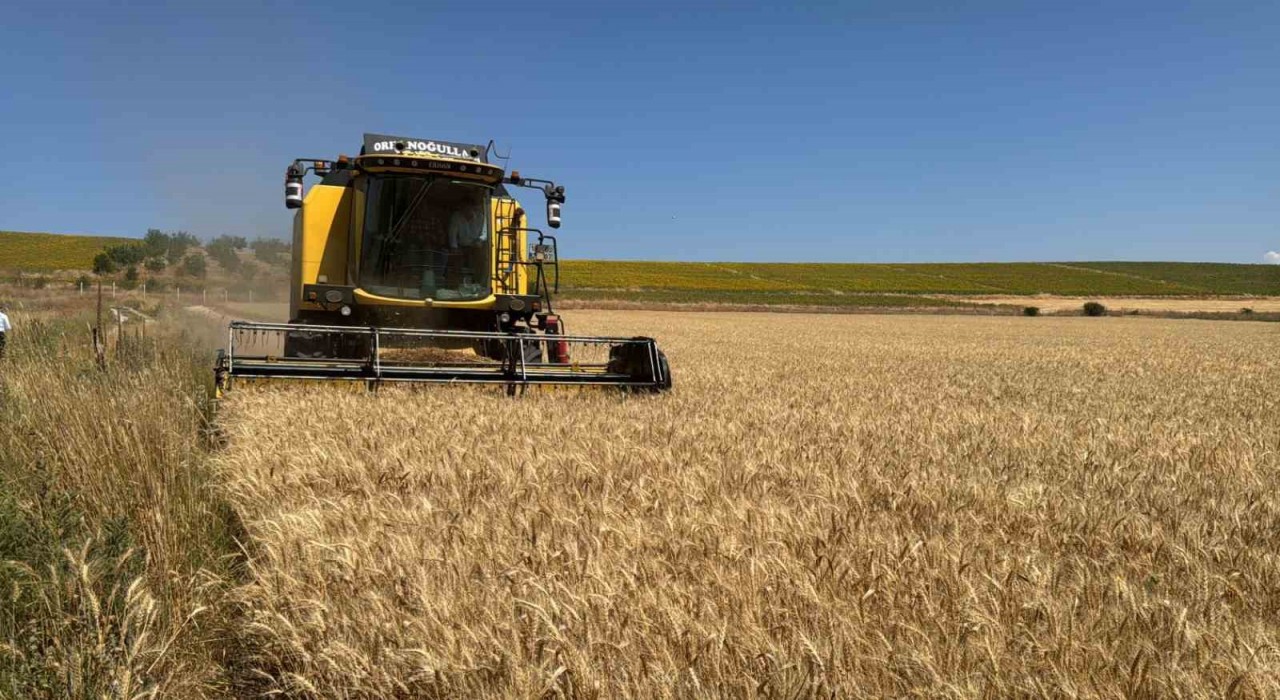 Çorum Belediyesinden 80 dönümlük buğday tarlasında hasat başladı