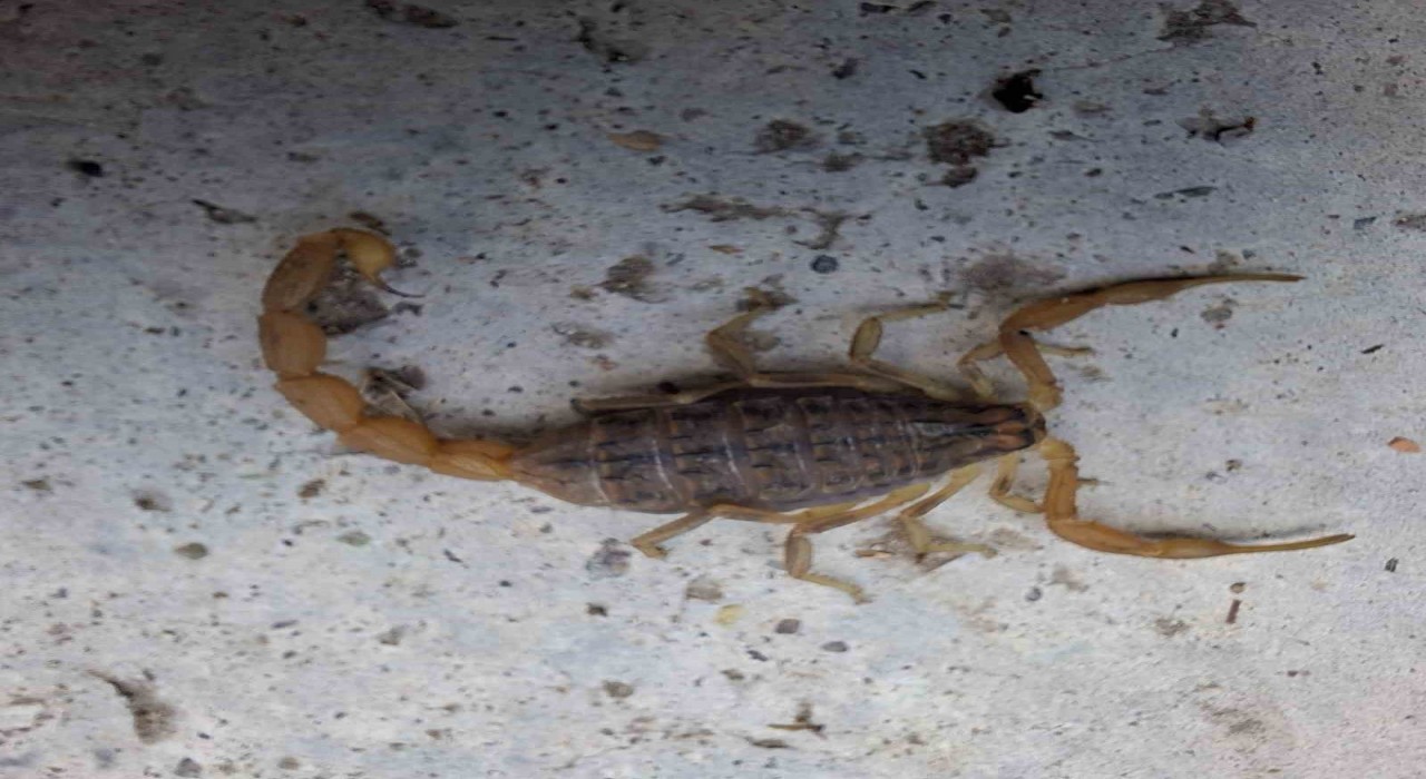 Çorumda zehirli akrep eve girmeye çalışırken yakalandı