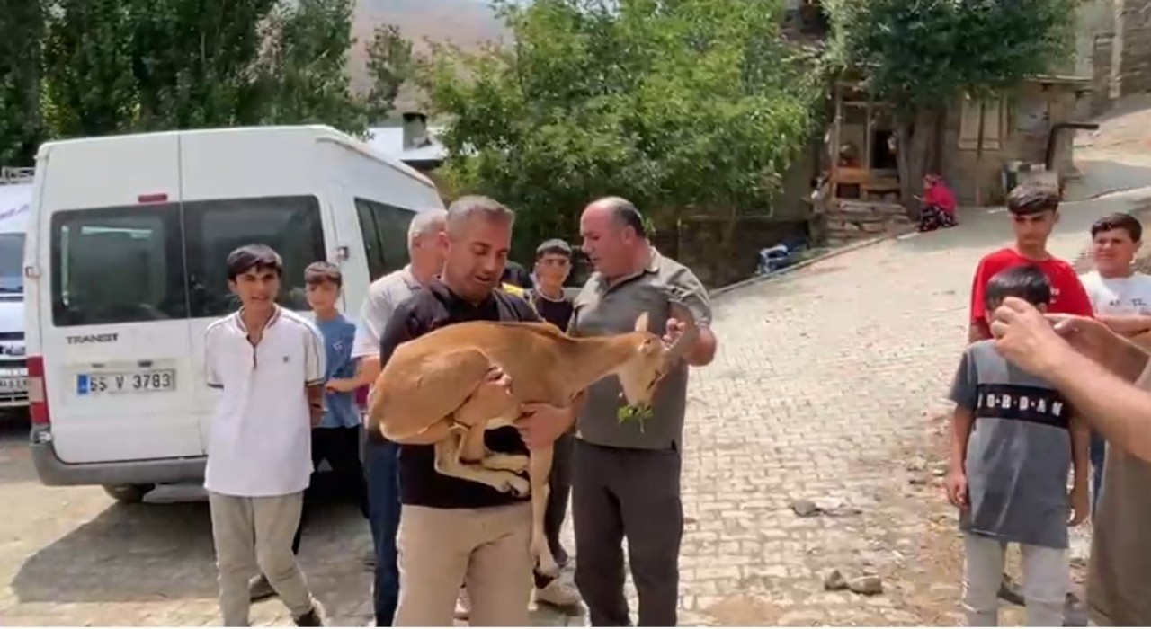 Dağ keçisi yetkililere teslim edildi