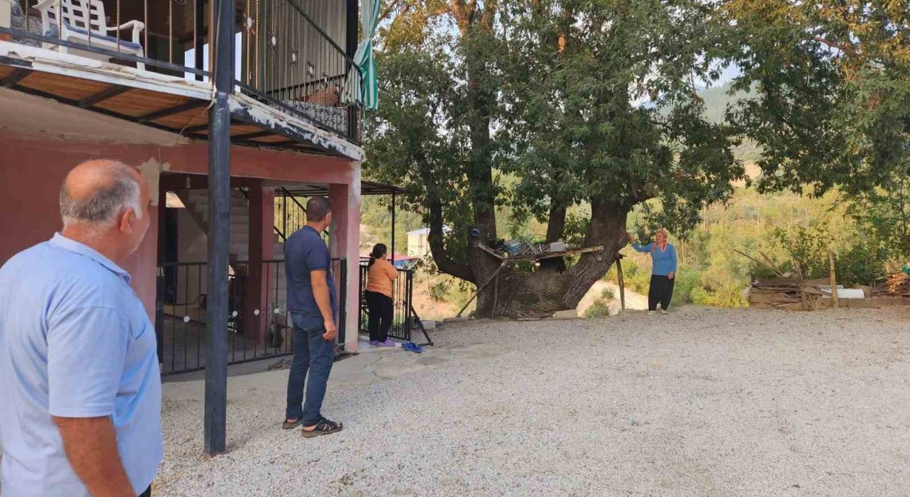 Dallarıyla Allah lafzı yazılı asırlık ağaç ilgi çekiyor