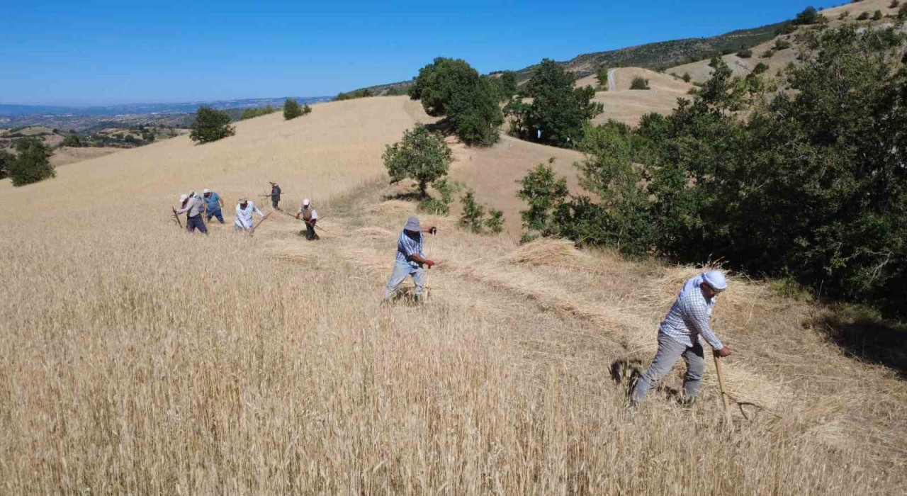 Demircide buğday ve arpalar imece usulüyle hasat ediliyor