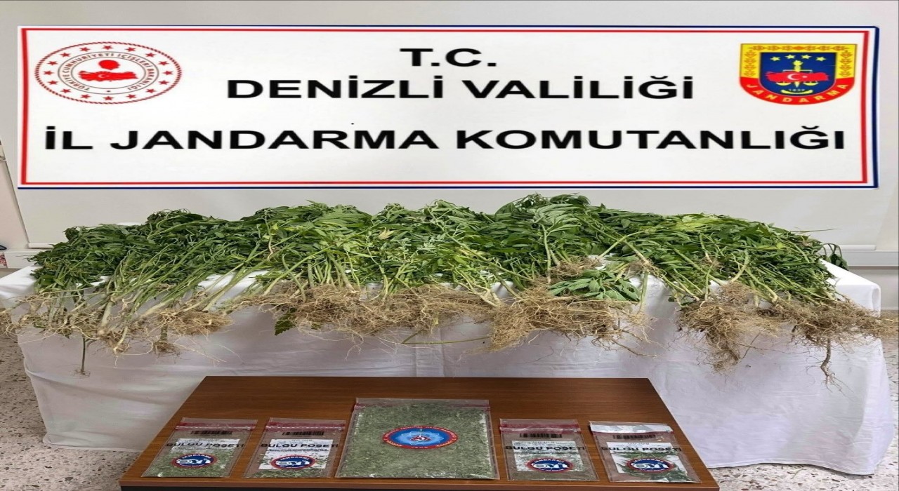 Denizlide 343 kök Hint keneviri ele geçirildi