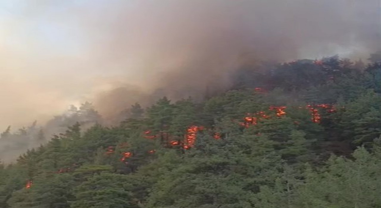 Denizlide boş evde çıkan yangın ormana sıçradı