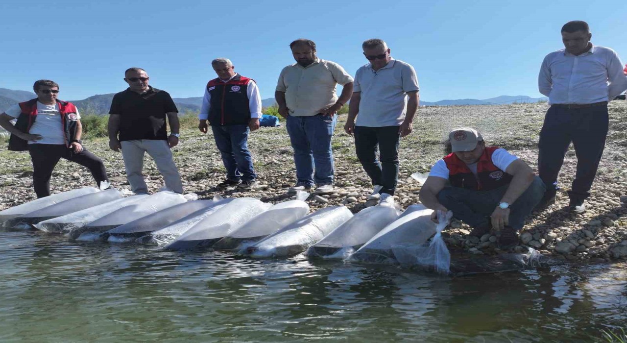 Denizlide göl ve göletlere 1 milyon sazan yavrusu bırakıldı