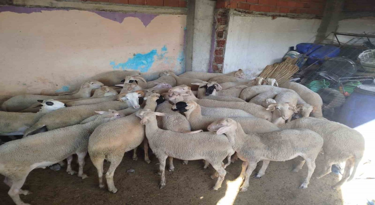 Denizlide kaybolan koyunlar Kırkağaçta bulundu
