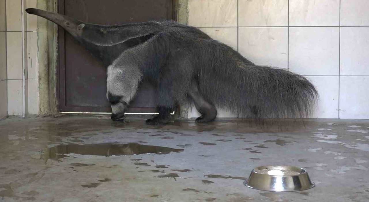 Dev karıncayiyen ailesi büyüyor