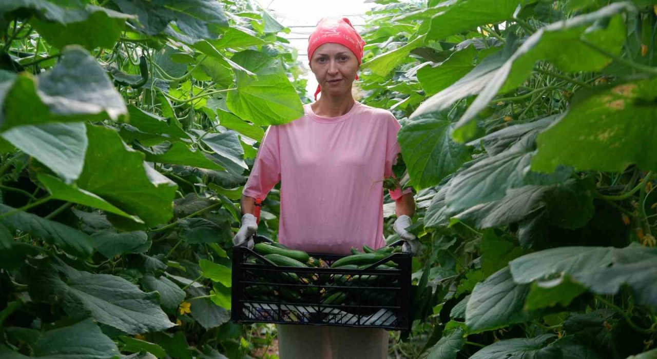 Devlet desteğiyle kurduğu serada taleplere yetişemiyor