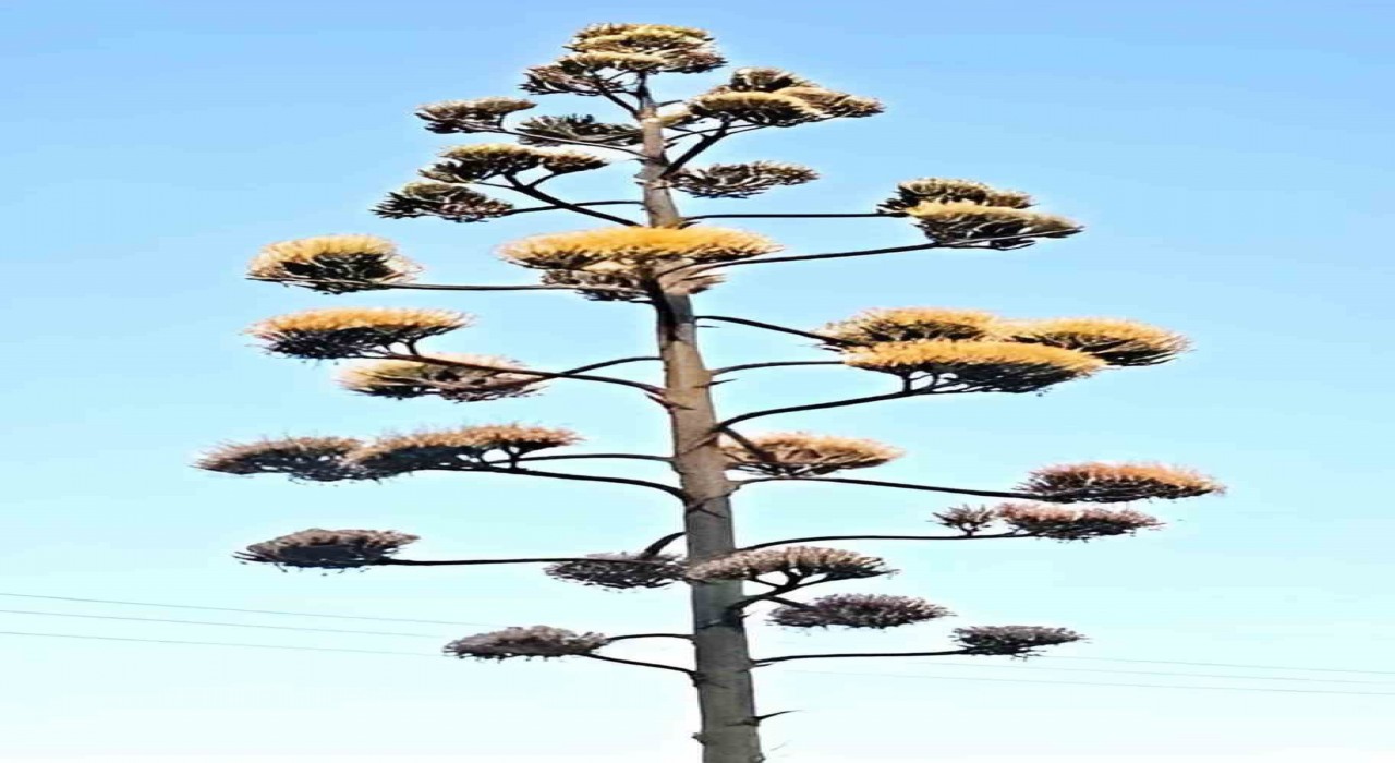 Dikilide 30 yıllık agave çiçek açtı