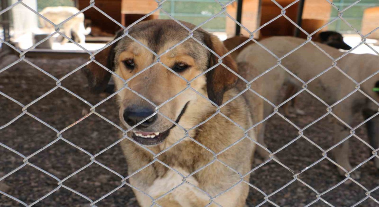 Diyarbakır hayvan bakımevi can dostlara şefkat eli uzatıyor