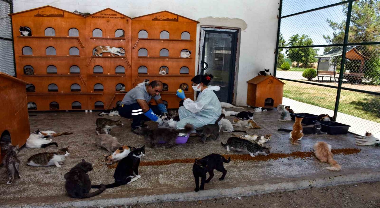 Diyarbakırda 6 ayda 10 bin hayvan ihbarına müdahale