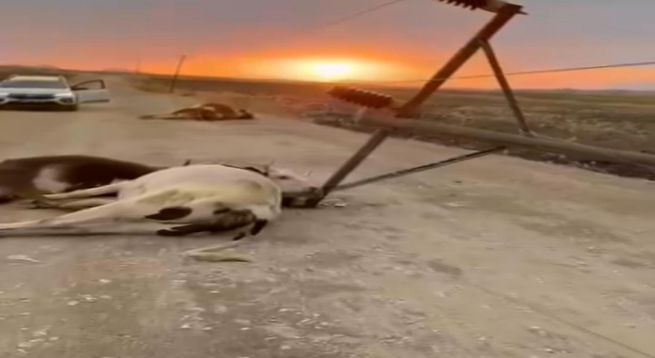 Diyarbakırda fırtına elektrik direğini devirdi, 6 inek telef oldu