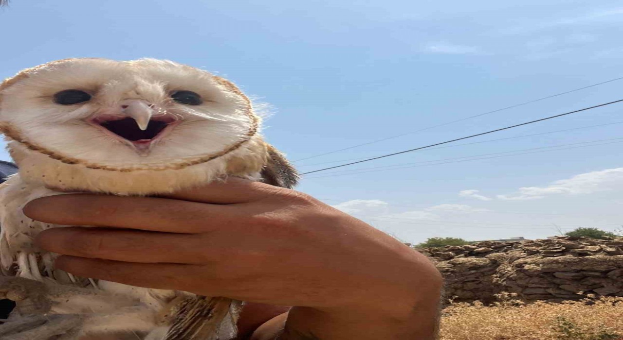 Diyarbakırda sıcaktan bunalan peçeli baykuş eve sığındı
