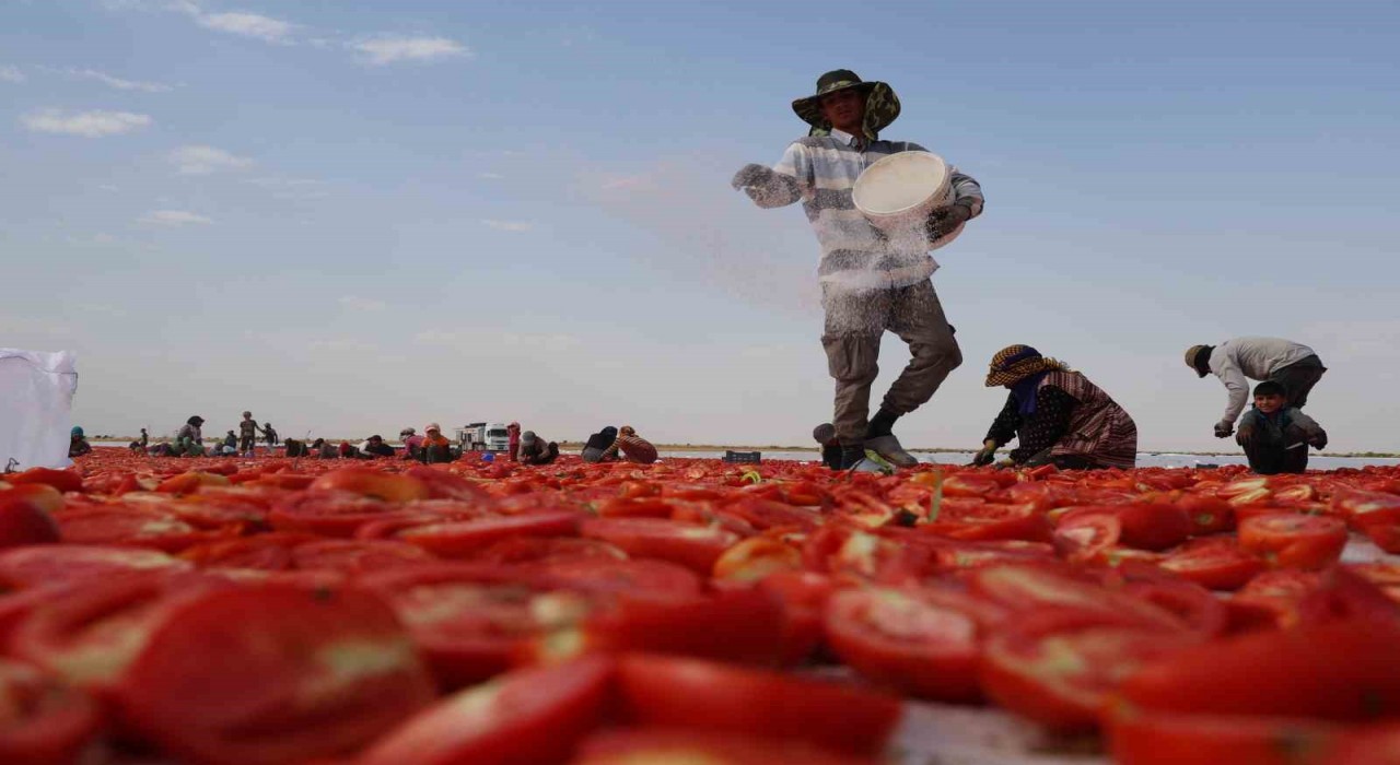 Diyarbakırın kavurucu sıcağı altında kurutulan domatesler Avrupaya ihraç ediliyor