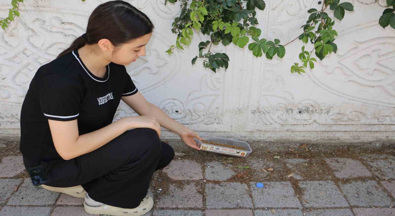 Diyarbakırın kavurucu sıcağında sokak hayvanları unutulmadı