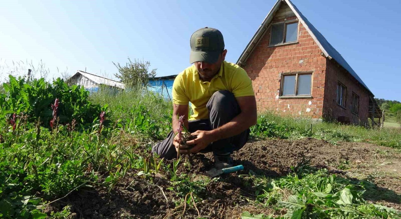 Doğada toplanması yasak: Kastamonuda 30 dekarda yetiştirilen salebin hasadı sürüyor