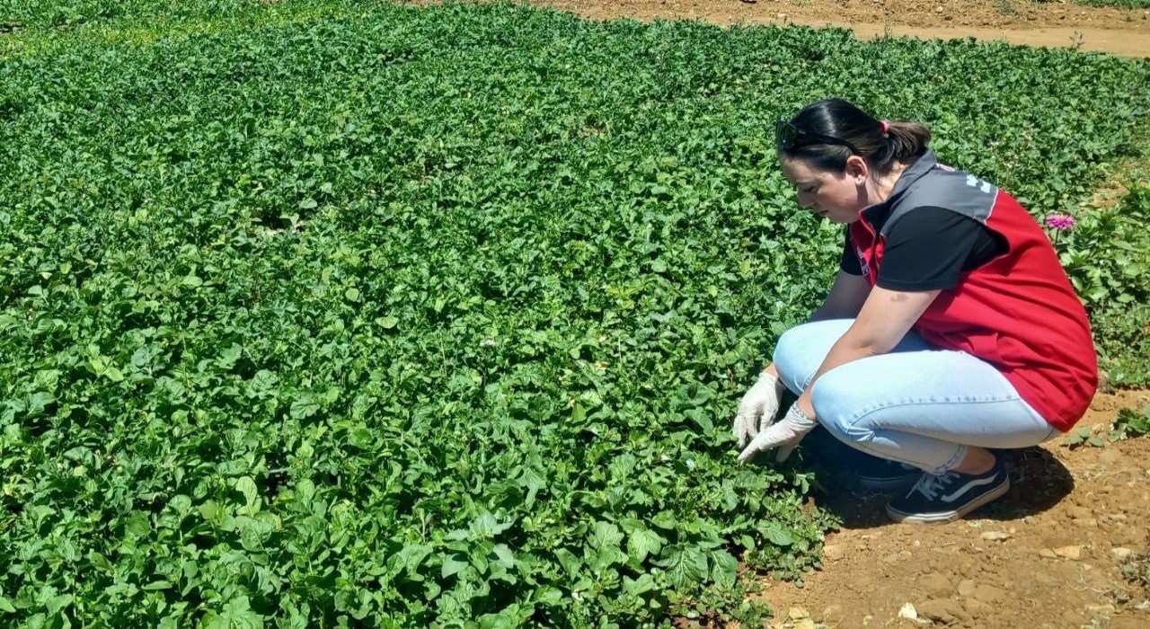 Doğanköyde hasat öncesi numune alımları devam ediyor