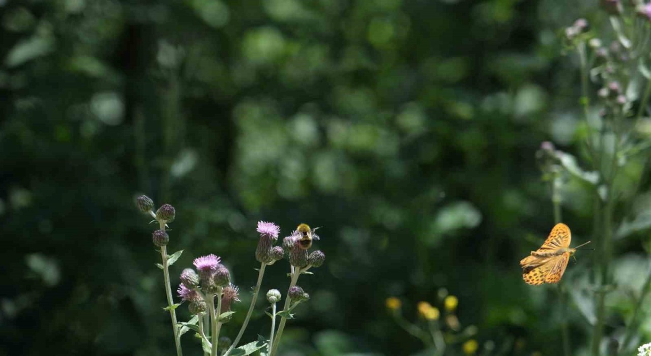 Doğaseverler Kuzuyaylada 144 farklı tür gözlemledi