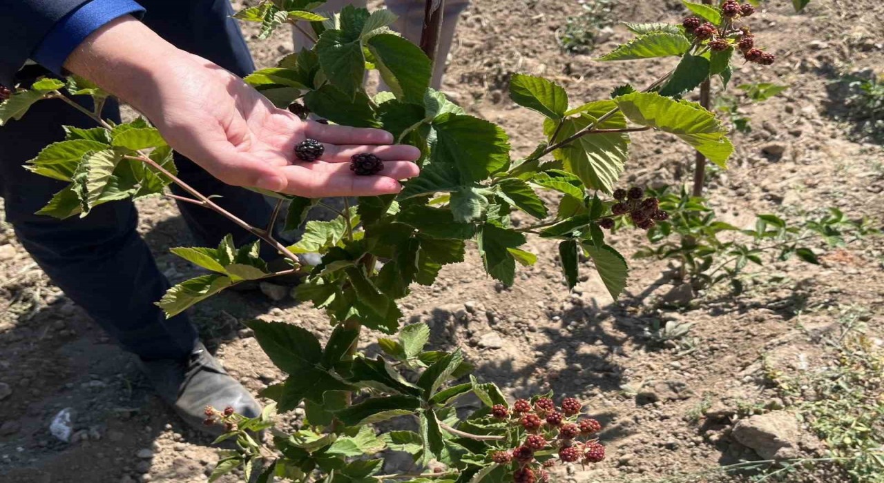 Dumlupınarda böğürtlen fideleri ilk meyvelerini verdi
