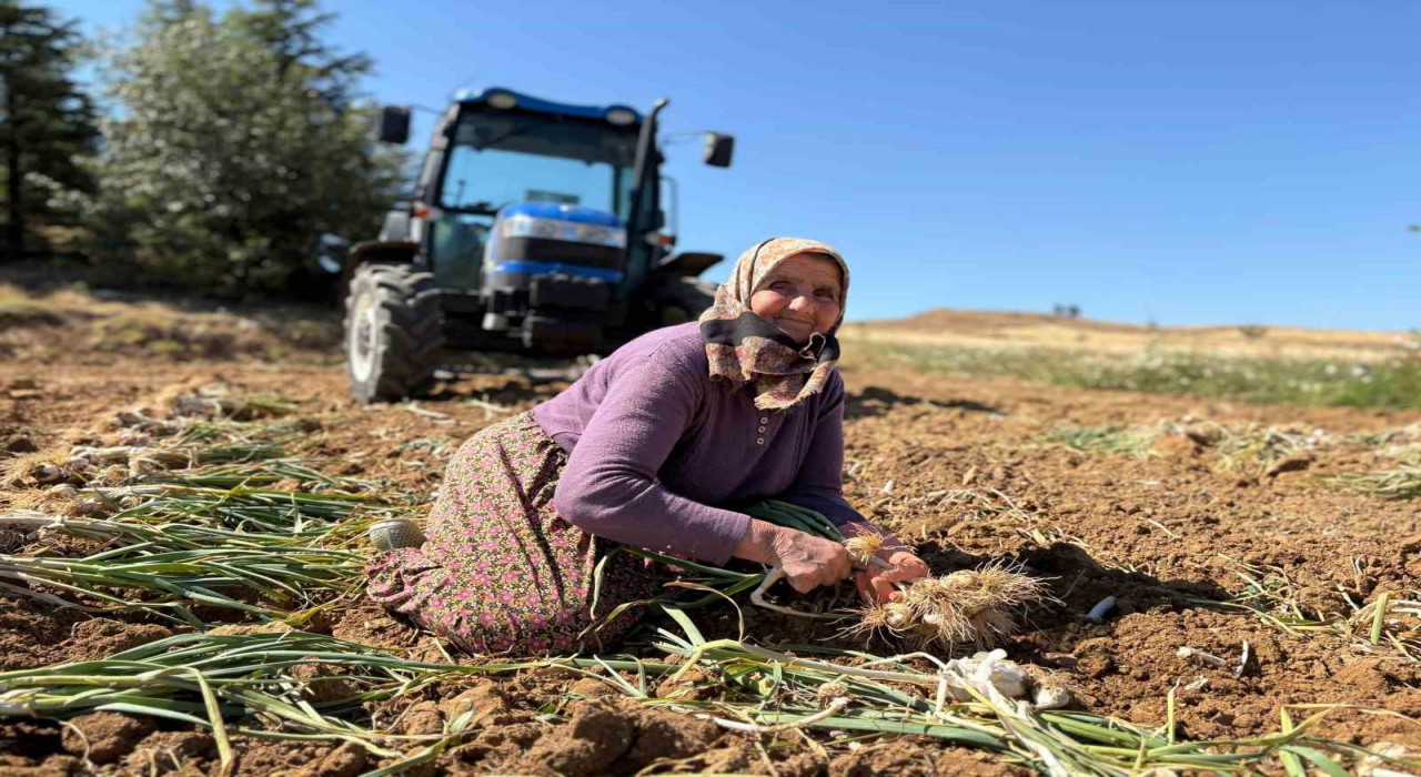 Dünyaca ünlü Taşköprü sarımsağında hasat dönemi başladı