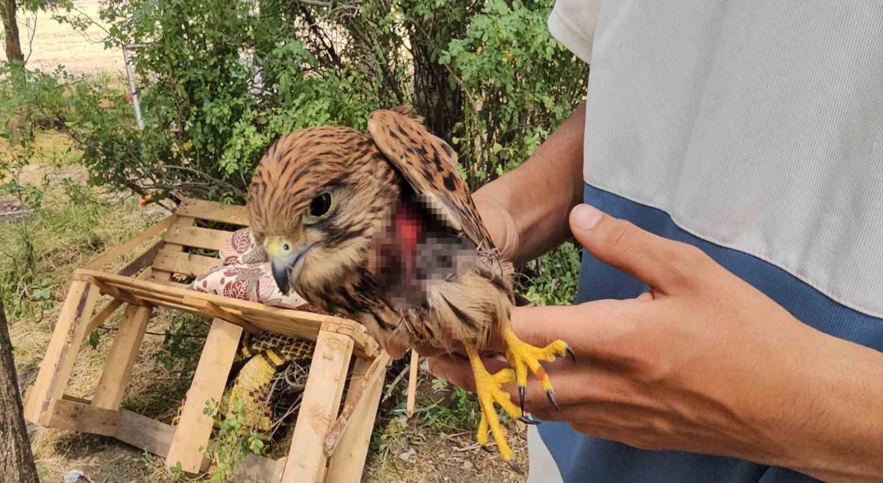 Duyarlı vatandaş yaralı atmacayı besleyip yetkililere teslim etti