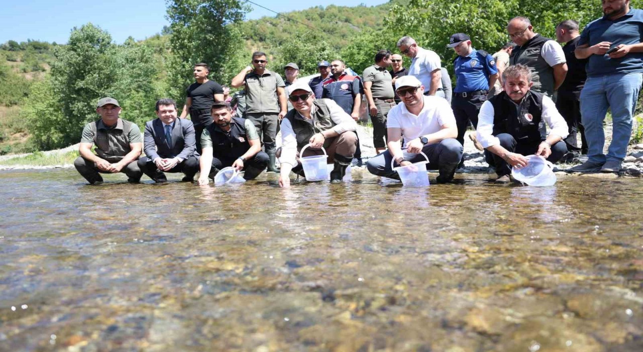 Düzcede 20 bin benekli alabalık salındı