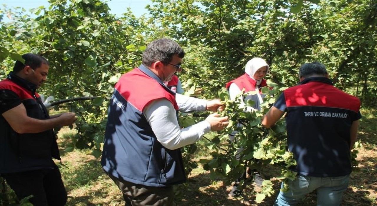 Düzcede fındık rekolte tespiti sürüyor