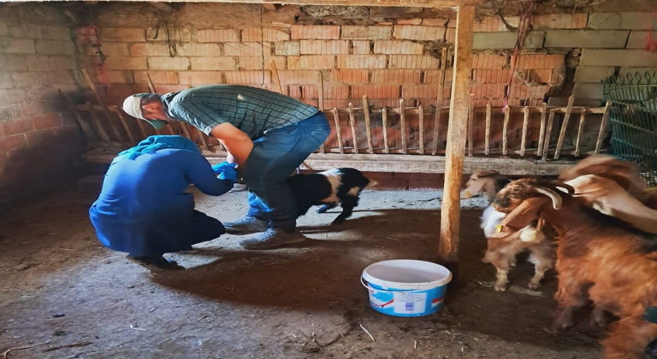 Edirnede küçükbaş hayvanlara brusella aşısı uygulandı