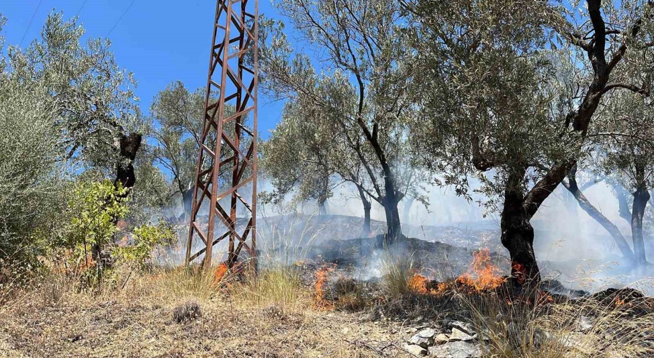 Edremit Gürede zeytinlik alan yandı