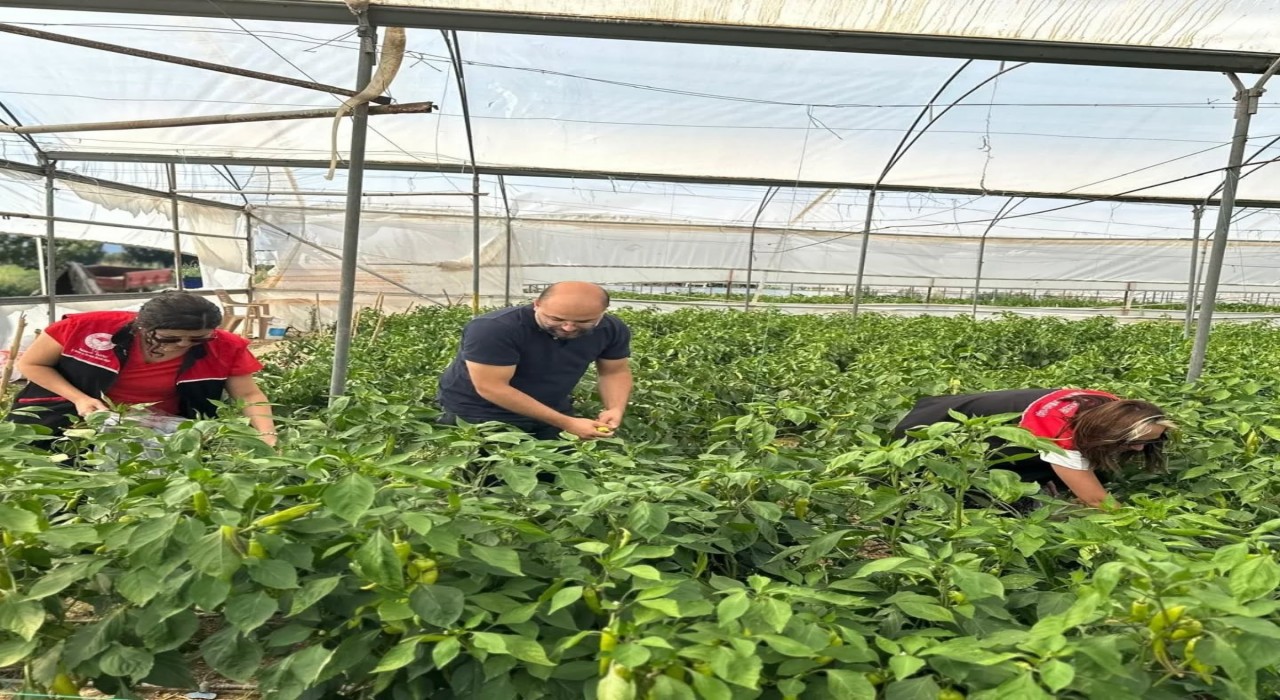 Edremitte hasat öncesi pestisit numunesi alındı